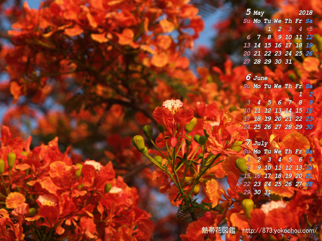 花壁紙カレンダー 18年