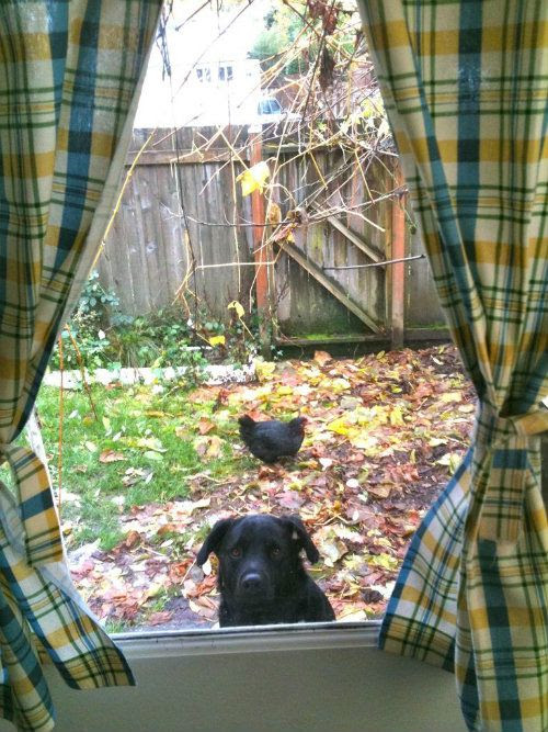 Sean The Dog and the Chicken