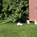 backyard2