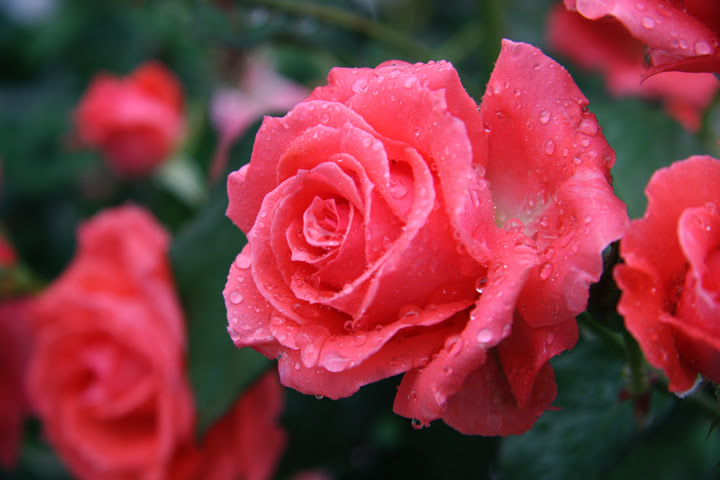 アメリカ 薔薇図鑑 バラのフリー写真素材 無料画像043