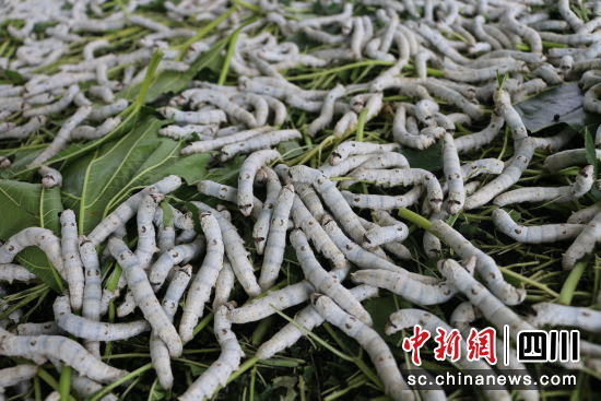 泸州古蔺 秋蚕织茧织就蚕农致富 桑蚕梦 中国新闻网 四川新闻