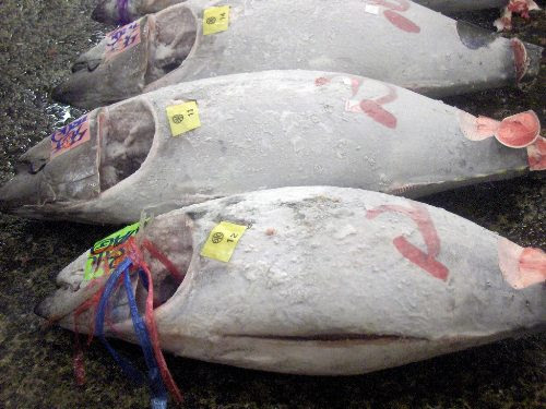 tham-cho-ca-ngu-tsukiji-tokyo-khong-duoc-so-vao-ca-2