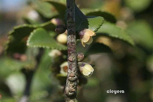 假柃木 Cleyera 的部落格 痞客邦