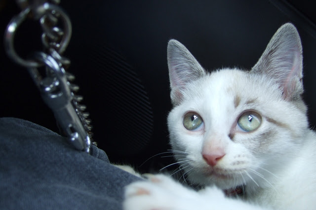 猫も車酔いをする 車を使って移動する際の注意点や対策方法