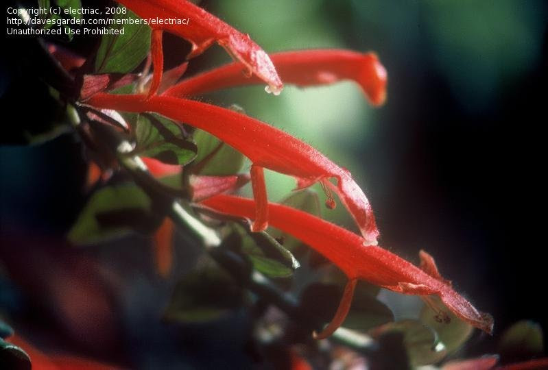columnea goldfish plant. columnea goldfish plant.