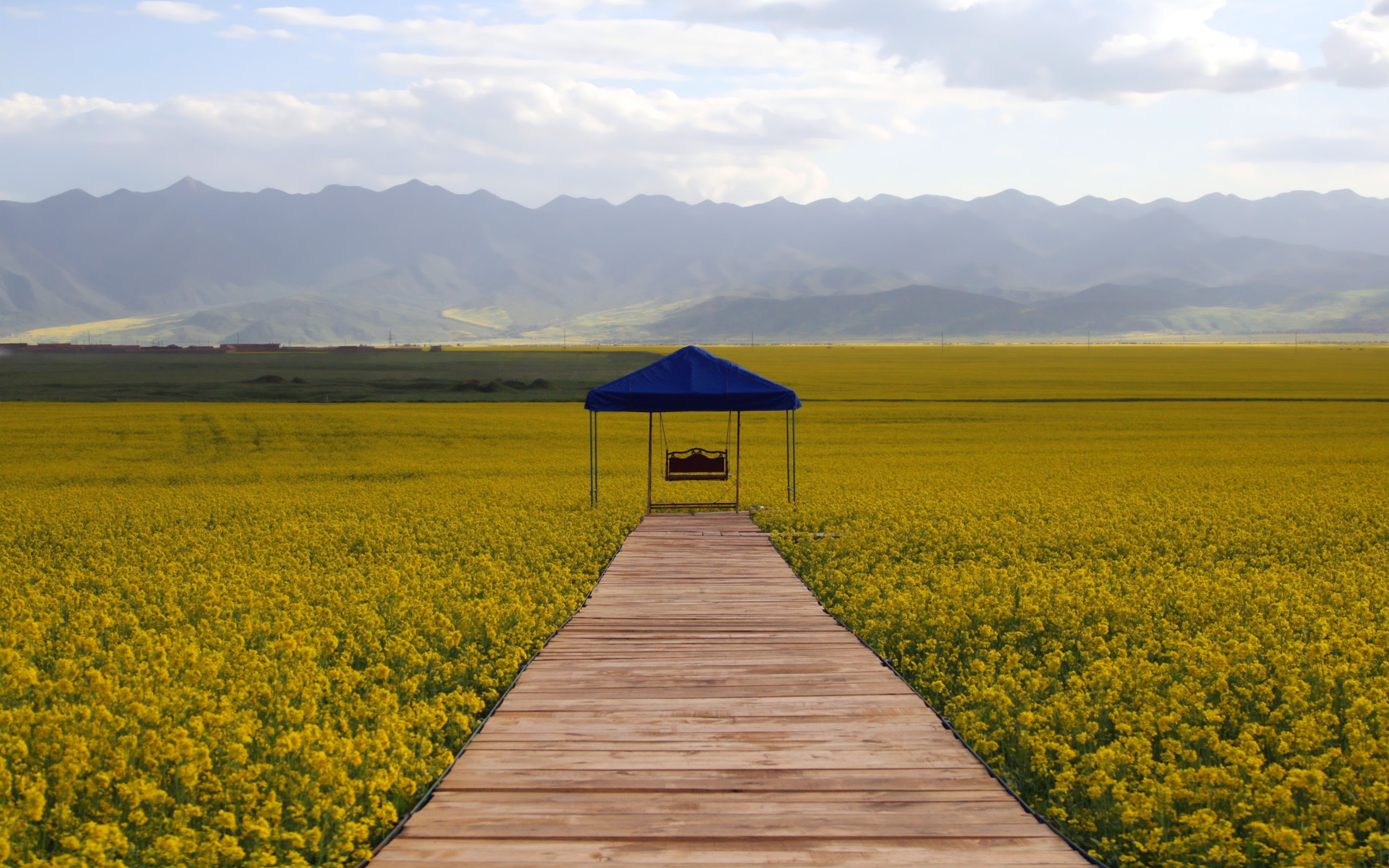 今日の壁紙 青海省men Yuanの菜の花畑 その2 Ringoon Pop