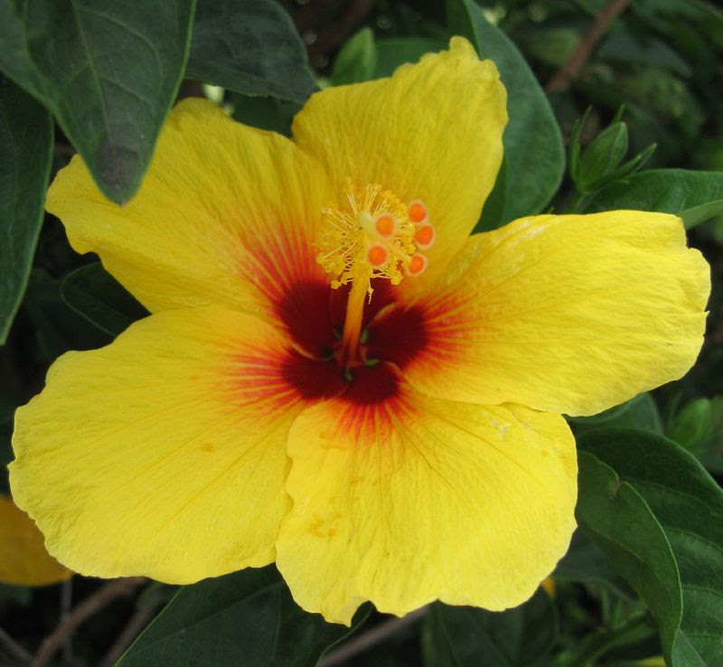 Hibiscus