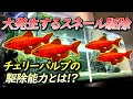 √100以上 スネール 食べる 熱帯魚 284242-スネール 食べる 熱帯魚