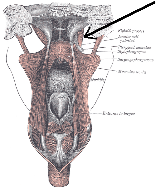 Name = Tensor veli palatini muscle. Latin = musculus tensor veli palatini