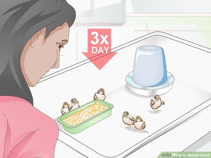 Breed Quail Step 27.jpg
