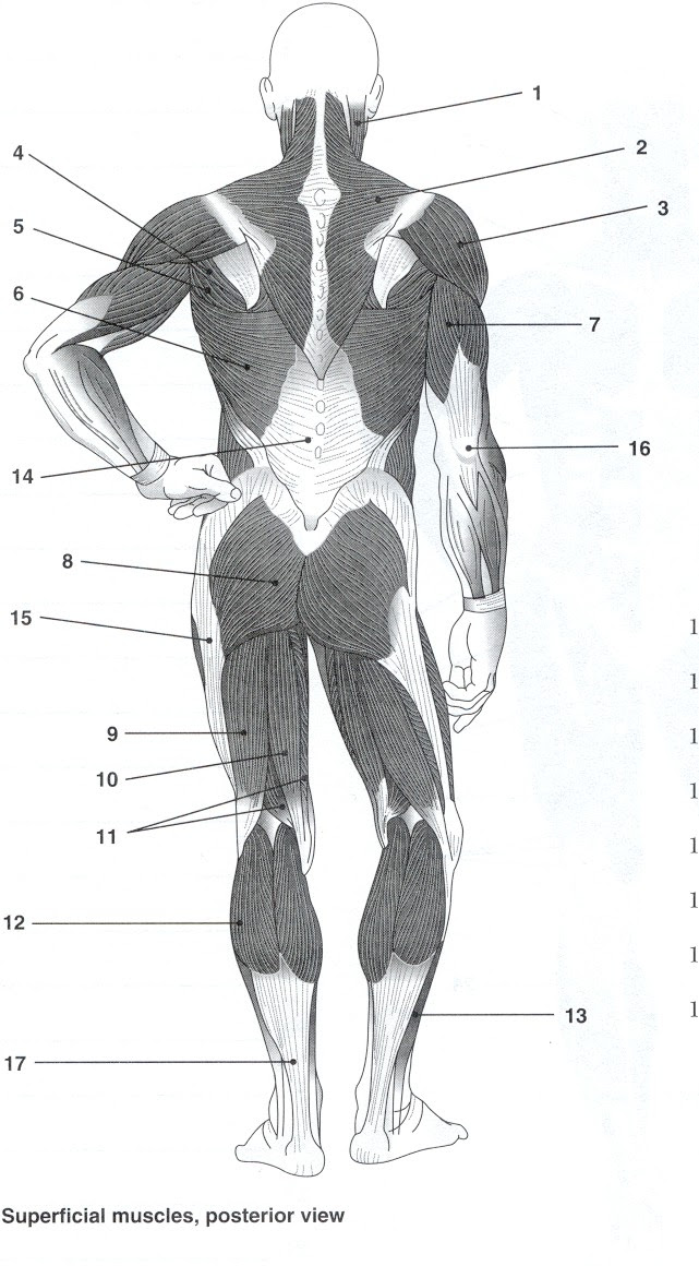 Muscle Classwork - MR. DODD WALDWICK HIGH SCHOOL