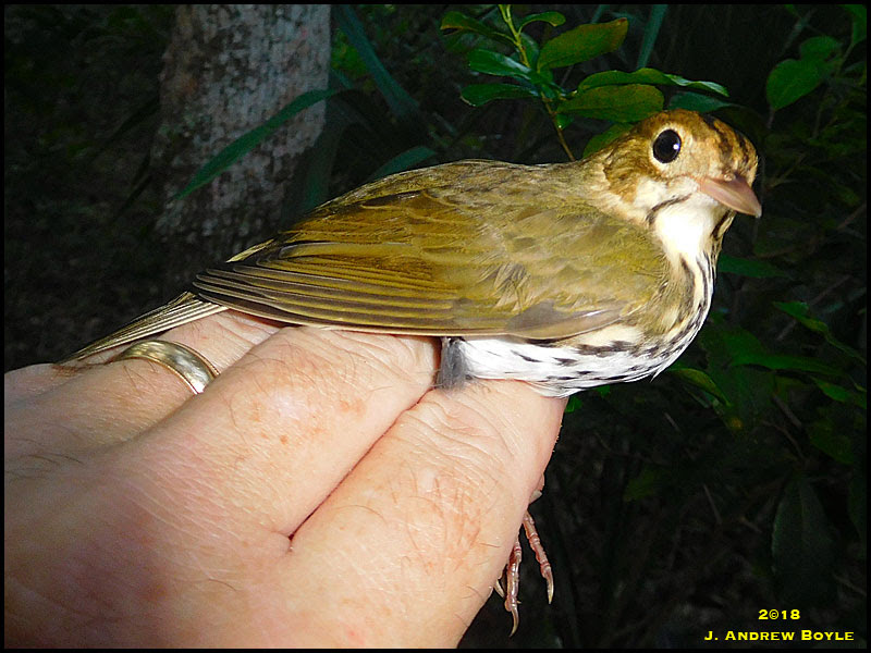 Ovenbird