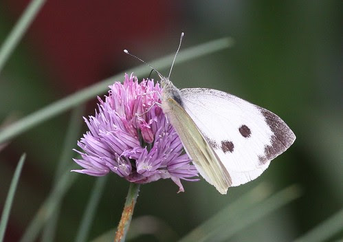 Large White Butterfly
