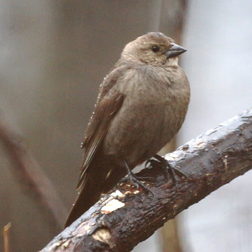Female Cowbird