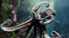 Pulpo engaña a la seguridad del acuario y logra desembocar al mar escapando por una tubería