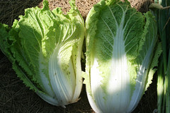 7-28 harvest 088
