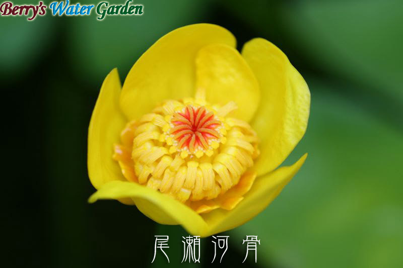 水生植物の育て方