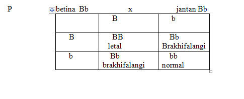 Brakhifalangi