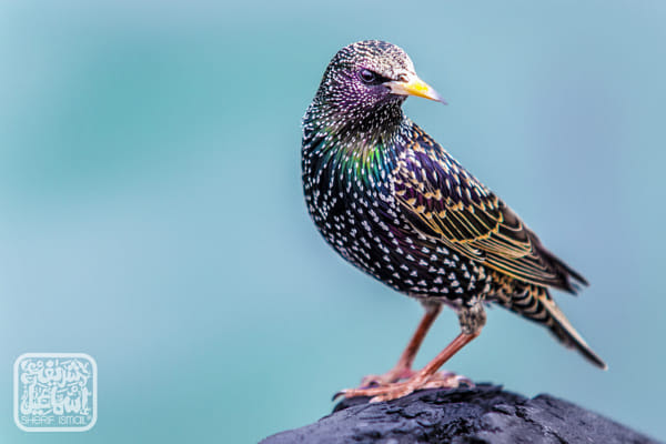 The Beauty of Caspian Bird by Sherif Ismail on 500px.com