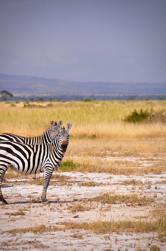 twozebras