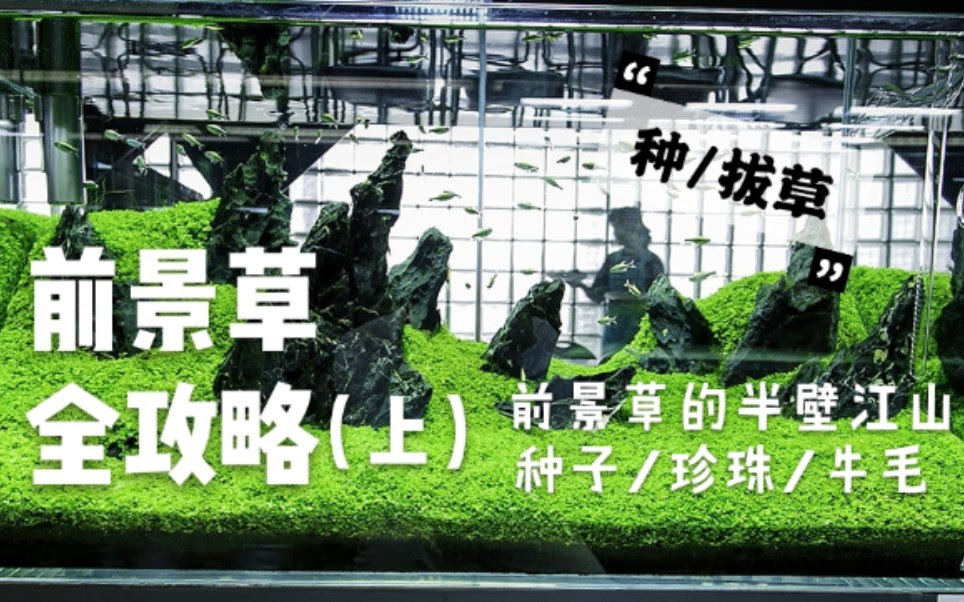 草缸 水草种子 珍珠 牛毛 前景草的半壁江山 前景草全攻略 上 哔哩哔哩 Bilibili