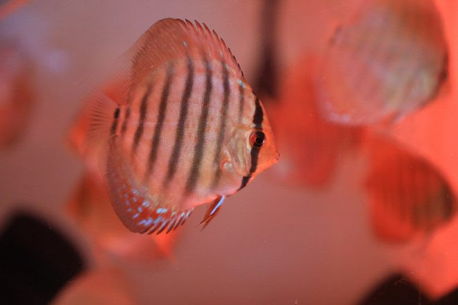 技術 Kotobukiの新製品 Fly Mix は偏食家 ディスカスをふり向かせることができるのか キワメテ 水族館