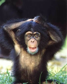Funny Monkey Picture 8