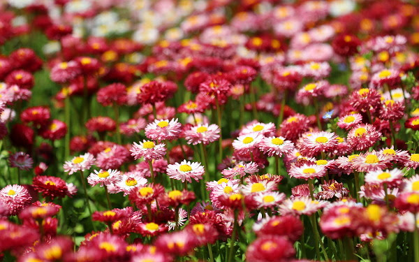 fields wallpaper