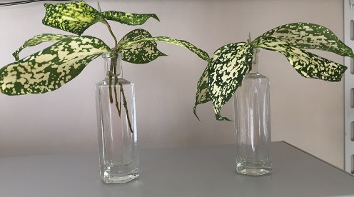 根が出た ほあろはのブログ