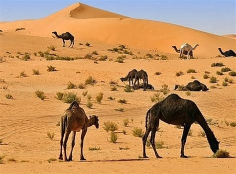 تعرّف على توقعات حالة الطقس والارصاد لمدة 3 أيام في الرياض, الرياض, المملكة العربية السعودية. ØµÙØ± ÙÙ Ø§ÙØµØ­Ø±Ø§Ø¡ , ÙØ§Ø§Ø§Ù Ø§Ø±ÙØ¹ ØµÙØ± ÙÙØµØ­Ø±Ø§Ø¡ ÙÙÙÙ ØªØ´ÙÙÙØ§ ÙÙ