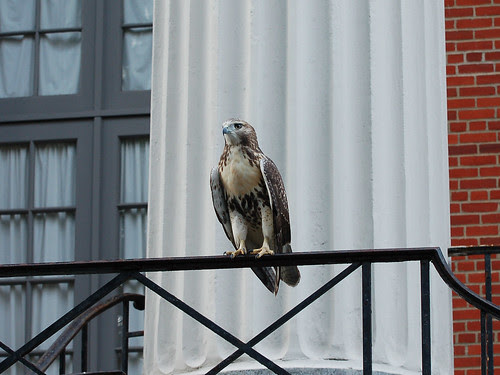 Cathedral Red-Tail Fledgling