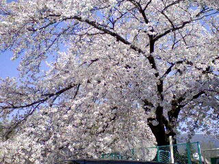 千本桜景厳 せんぼんざくらかげよし えれくとろすふぃあ