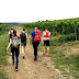 Wandern Eltville
