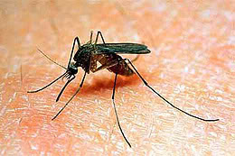mosquito, immunology, Brigitte Askonas