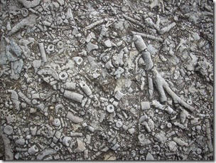 Crinoideos4