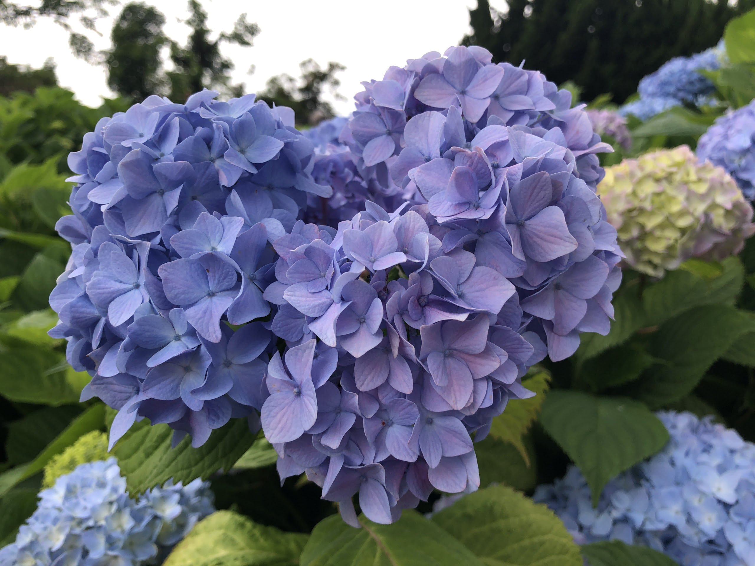 恋愛成就 ハートの紫陽花の待ち受け画像 片想いや復縁に効果 婚活ランド