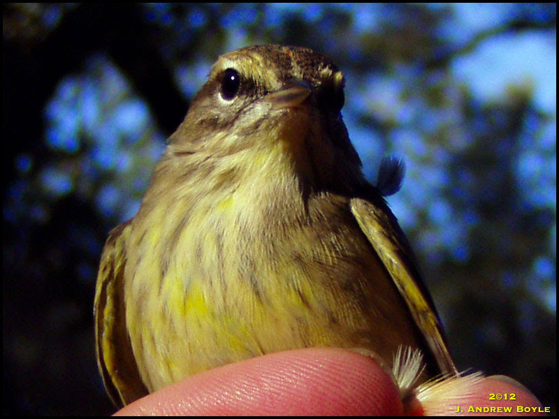 Palm Warbler