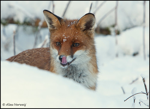 Fox in the Snow