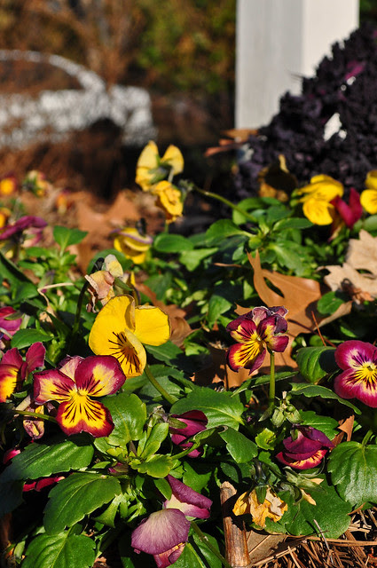 Viola x 'Radiance Red'