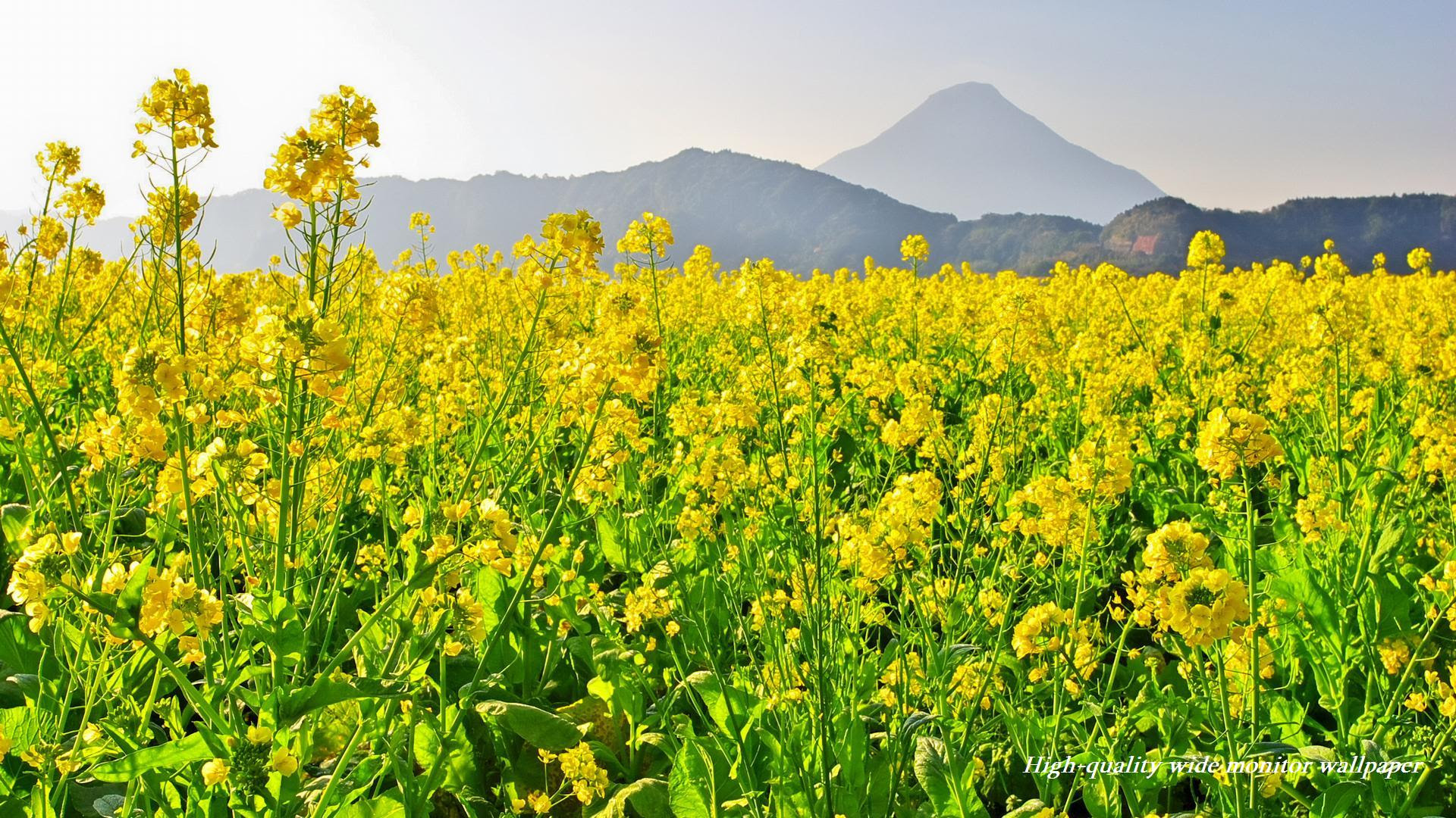 菜の花と開聞岳 薩摩富士 をモチーフにしましたワイドモニター専門高画質壁紙 アスペクト比１６ ９ 19 1080 春の風景 自然風景 花 景色