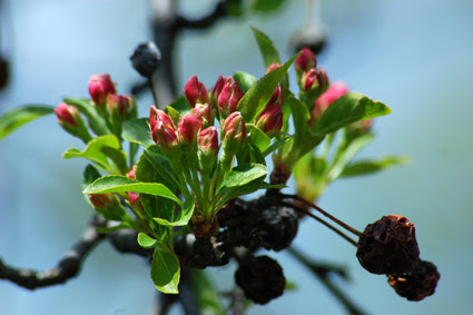 crabapple buds