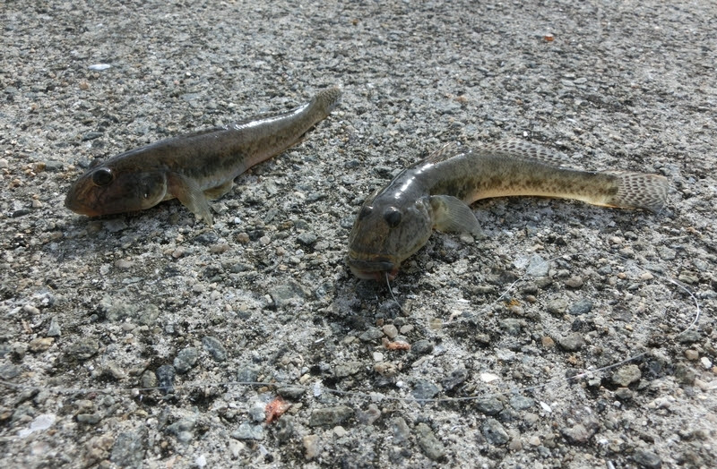 ハゼ釣り お刺身は今だけの味 自分で釣って高級料亭の味 喜怒哀楽