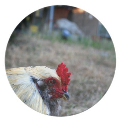 rooster foreground photo farm poultry bird animal plate
