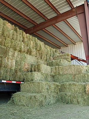 English: Grass hay in Falcon, Colorado, USA.