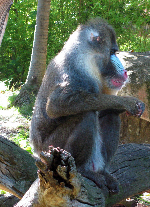 Monkey Day Word Search Game Play Free Online Word Search Monkey Day Word Search Game Play Free Online Word Search