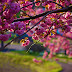 Spring Desktop Wallpaper 25 Spring Desktop Wallpaper Wallpapers Nature