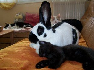Le Geant Papillon L Un Des Plus Grands Lapins Du Monde Les Petits Lapins