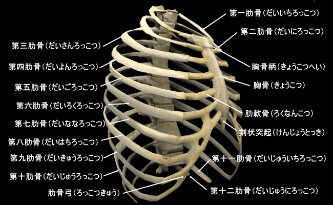 肋骨の動き 口コミno １板橋区の整体 板橋区の整骨院 幸整骨院