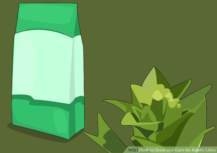 Grow and Care for Asiatic Lilies Step 13.jpg