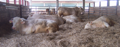 toros Charolais en un establo